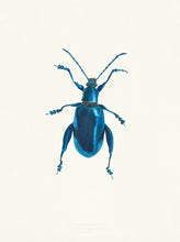 Load image into Gallery viewer, Metallic Leaf Beetle