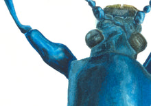 Load image into Gallery viewer, Metallic Leaf Beetle