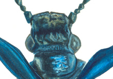 Load image into Gallery viewer, Metallic Leaf Beetle / Underside