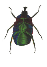 Load image into Gallery viewer, Green Rose Chafer / Underside - Large Print