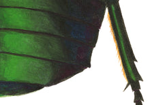 Load image into Gallery viewer, Green Rose Chafer / Under (framed)