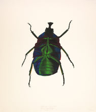 Load image into Gallery viewer, Green Rose Chafer / Under (framed)