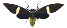 Load image into Gallery viewer, Cicada Tosena Albata - X Large print