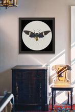 Load image into Gallery viewer, Cicada Tosena Albata / Underside