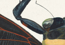 Load image into Gallery viewer, Cicada Tosena Albata