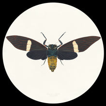 Load image into Gallery viewer, Cicada Tosena Albata / Underside