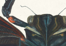 Load image into Gallery viewer, Cicada Tosena Albata / Underside