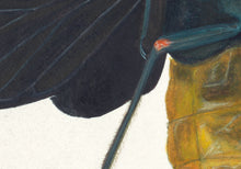 Load image into Gallery viewer, Cicada Tosena Albata / Underside