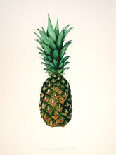 Load image into Gallery viewer, An Excellent Tufted Fruit