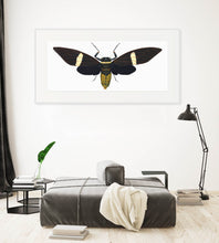 Load image into Gallery viewer, Cicada Tosena Albata - X Large print