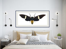 Load image into Gallery viewer, Cicada Tosena Albata / Underside - X Large Print