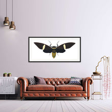 Load image into Gallery viewer, Cicada Tosena Albata - X Large print