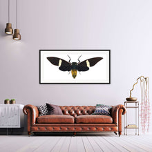 Load image into Gallery viewer, Cicada Tosena Albata / Underside - X Large Print