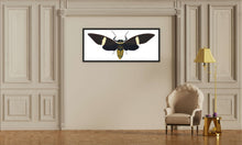 Load image into Gallery viewer, Cicada Tosena Albata - X Large print
