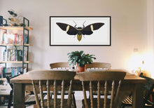 Load image into Gallery viewer, Cicada Tosena Albata - X Large print