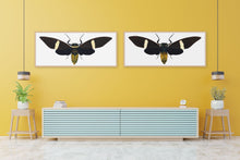 Load image into Gallery viewer, Cicada Tosena Albata - X Large print