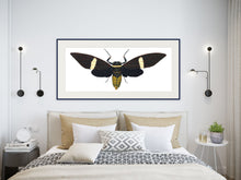 Load image into Gallery viewer, Cicada Tosena Albata - X Large print