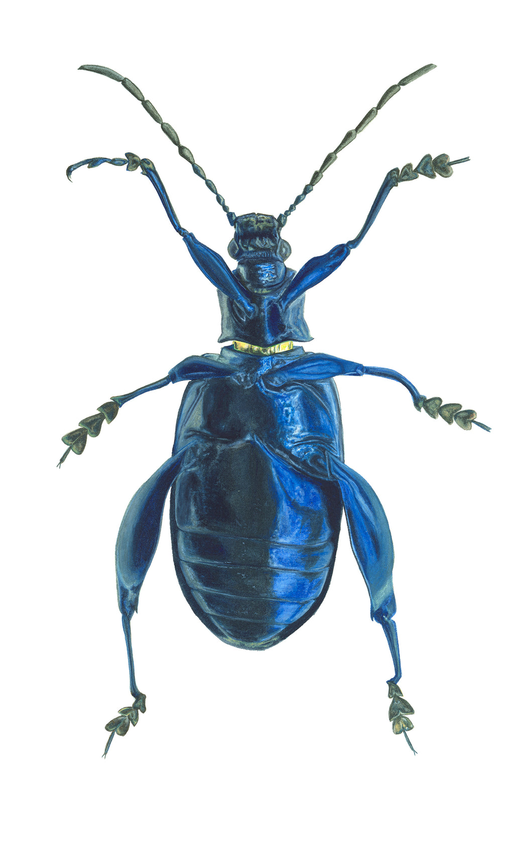 Metallic Leaf Beetle / Underside - Large Print
