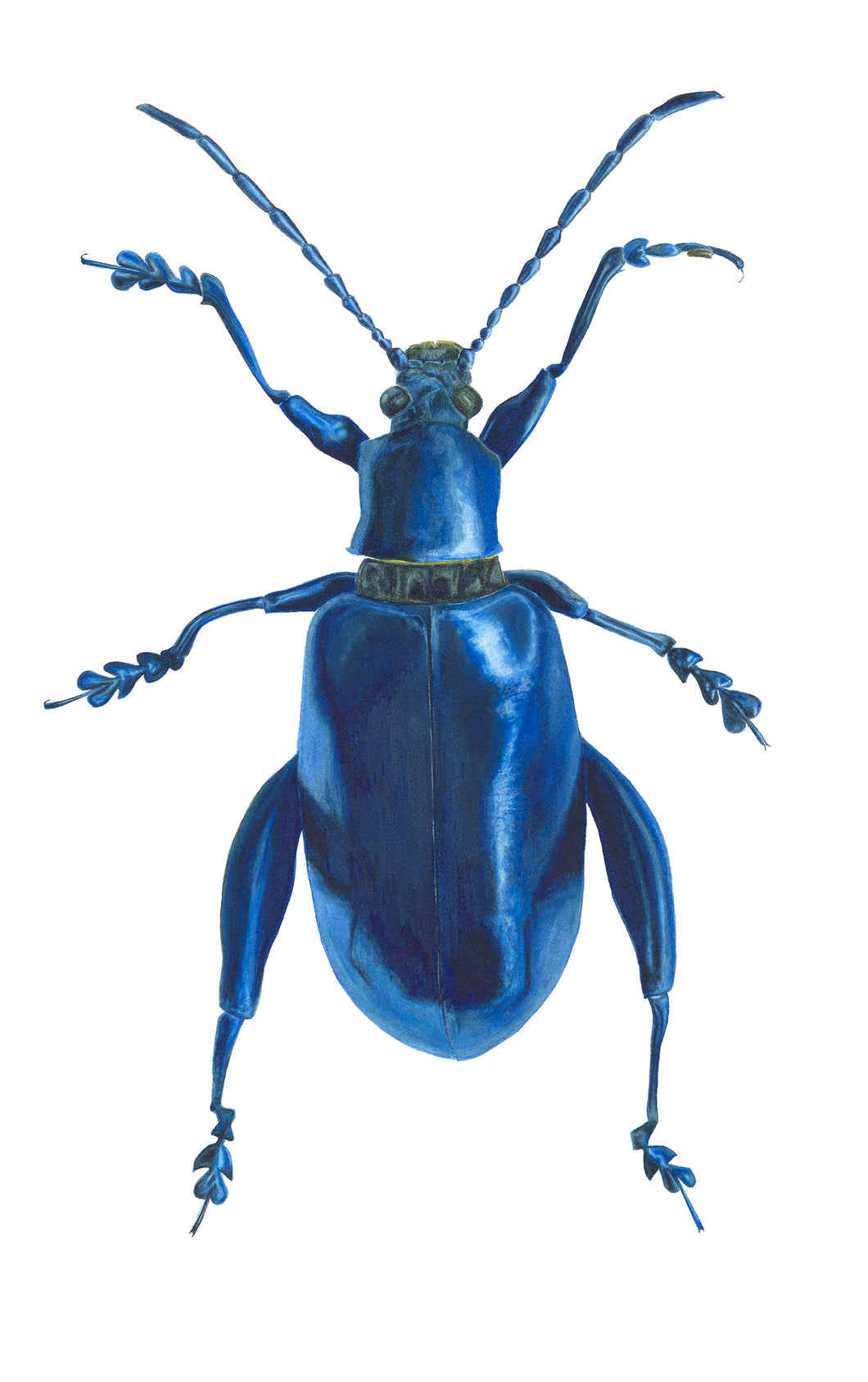 Metallic Leaf Beetle - Large Print