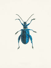 Load image into Gallery viewer, Metallic Leaf Beetle / Underside
