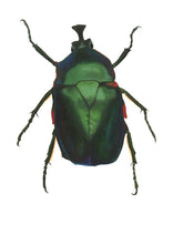 Load image into Gallery viewer, Green Rose Chafer - Large Print

