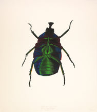 Load image into Gallery viewer, Green Rose Chafer / Under (framed)
