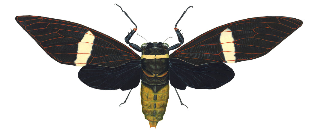 Cicada Tosena Albata - X Large print