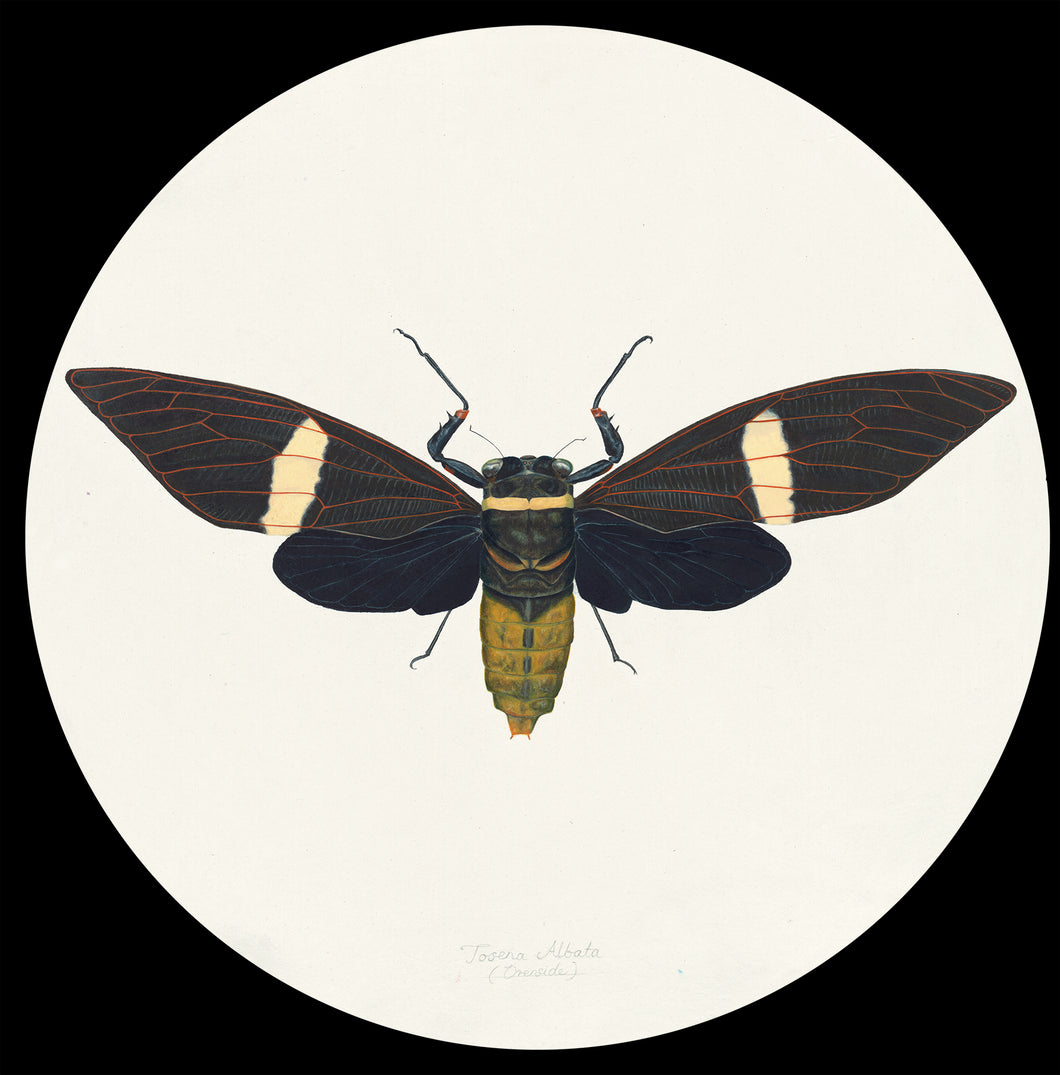 Cicada Tosena Albata
