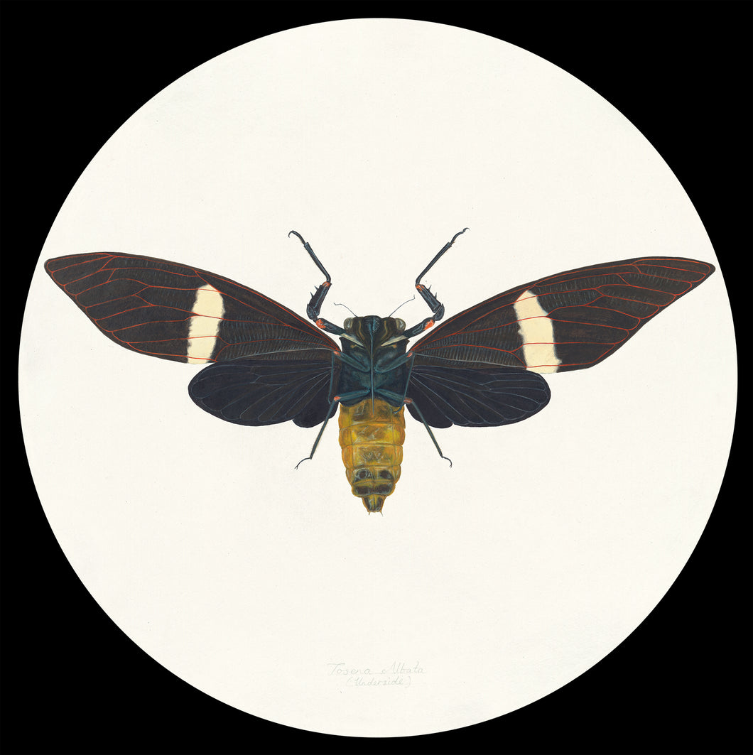 Cicada Tosena Albata / Underside