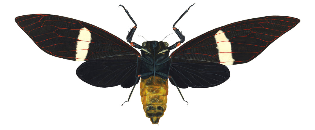 Cicada Tosena Albata / Underside - X Large Print