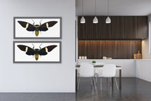 Load image into Gallery viewer, Cicada Tosena Albata / Underside - X Large Print
