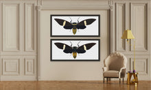 Load image into Gallery viewer, Cicada Tosena Albata / Underside - X Large Print
